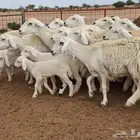 غنم حريات مقاني درجه اولي العدد 19 تحتها 4 للقناي