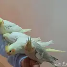 فروخ كراون لاتنيوم هولنديه متكلم الذكر مشالله
