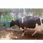 عجول هولندي للبيع