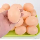 بيض اصطناعي يساعد الدجاج على التحضين وعدم اكل البيض