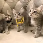 كتن عمر شهرين للبيع