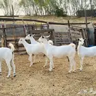 معزا بيشيات دفيع