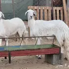 ثنيه ورباع للبيع
