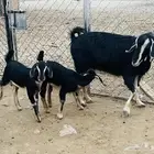 ماعز بلدي حو