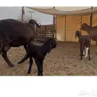 ساكنيات سواكن خلفات