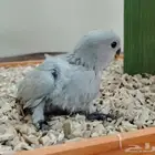 فروخ روز غر فروخ ببغاء كنيور روز