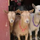 مطلوب ماعز قزمي منتج نفس الصورة