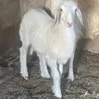 طلي عمر ثلاث أشهر للبيع