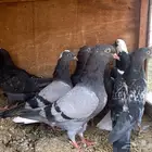 طبات قطايف للبيع