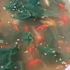 سمك زينه جولد فش وكوى للتفريخ