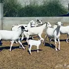 معزا بيشية ولد وقرايب