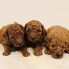 Mini toy poodle  Pomeranian  Golden retriever  shitzu  yorki