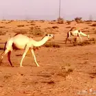 بكره شقحا رمانيه كفو