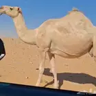 لقحه طيبه