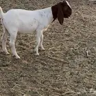 تيس بورقت بور صافي