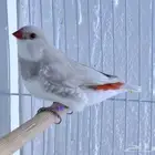 دايموند فينش