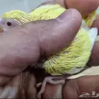 فروخ بادجي جاهزة للغر متوفر جميع الألوان