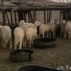 طليان ورخال حري