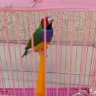 للبيع عصفور جولدين فينش ذكر