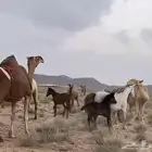 مطلوب فرس مع البل