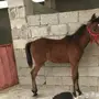 مهر للبيع