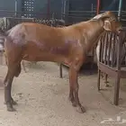 تيس فحل أدهم رباع