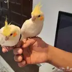 فروخ كراون لاتنيوم هولنديه متكلم الذكر مشالله