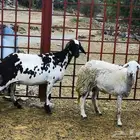 غنم مقاني طيبه