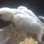روز بلد مشروع هدد