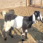 جفرة ذبيحة طيبة
