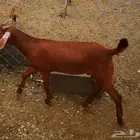 تيس بعمر 3 شهور