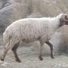 فحل نعيمي ثني مشروط صحة ونسف وقريع
