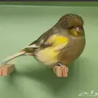 للبيع كناري جلوستر طيور ابطال