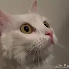 قطه للتبني بدون مقابل لعدم التفرغ