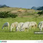 حوش غنم الحظائر الجديد شمال سوق الدمام