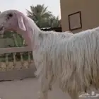 فحل عيسي ثني مشروط