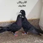حمام قطايف سود ونمش