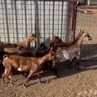معزا صلاليات مستويات فاخره