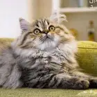 قط منزلي أليف مدرب للتبني مجانا