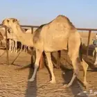 قعود حيسوني على التحليل شرط السن حق امه رمانيه طيبه