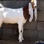 تيس هولندي (حجازي(