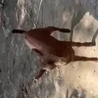 تيس وجفره دواغير