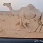 لقحه طيبه