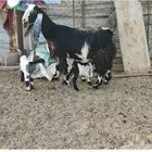 عنز عارضيه معها جفرتين