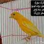 كناريات ذكور مغرده 