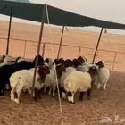 هرافي نعيم