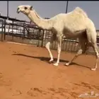 قعود ولد الحاكم بعير فرج بن سويد