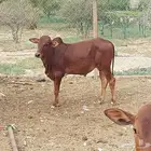 حسيل بلدي للبيع