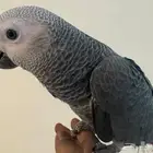 للبيع فرخ كاسكو هولندي طفره