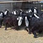 مراح معزا عوارض صنف العدد 13 با الفحل دفيع للقناي